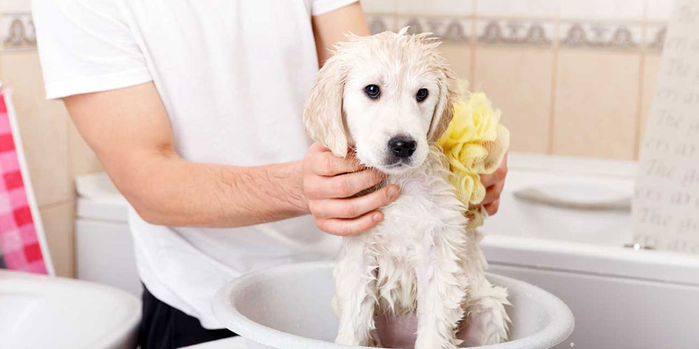 Ползи на пробиотичен шампоан за куче